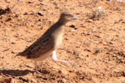 Little Button-quail (Turnix velox)
